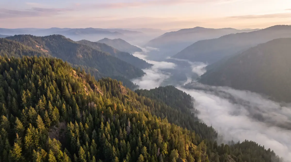 Aerial view of steep timbered ridges at dawn, with fog filling the drainages below.